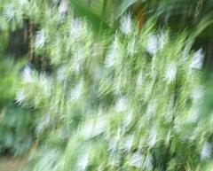 Dracaena aletriformis