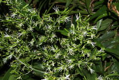 Dracaena aletriformis