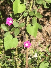 Ipomoea orizabensis