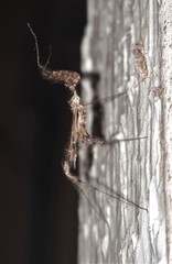 Stenolemus fraterculus