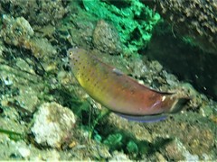 Austrolabrus maculatus