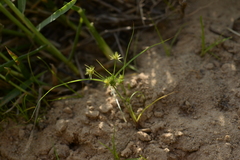 Cyperus cuspidatus