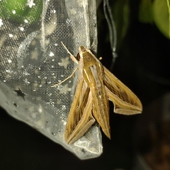 Hippotion celerio