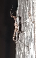 Stenolemus fraterculus