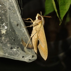 Hippotion celerio