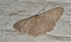 Idaea eretmopus