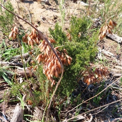 Thamnochortus fruticosus