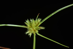 Cyperus cuspidatus
