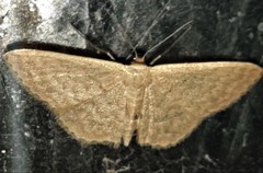 Idaea eretmopus