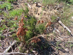 Thamnochortus fruticosus