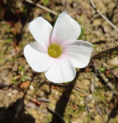 Oxalis minuta