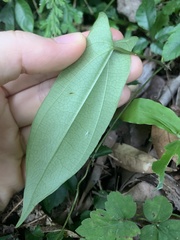 Dioscorea japonica