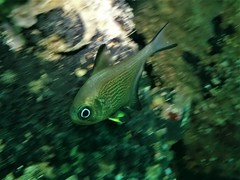 Pempheris multiradiata