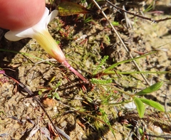 Oxalis minuta
