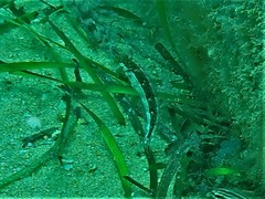 Eupetrichthys angustipes