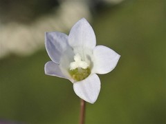 Wahlenbergia gracilenta