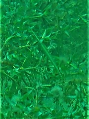 Siphonognathus argyrophanes