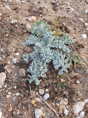 Glaucium