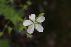 Geranium wislizeni