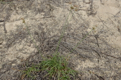 Fimbristylis sericea