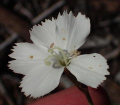 Dianthus albens
