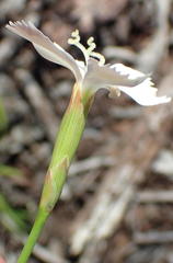 Dianthus albens