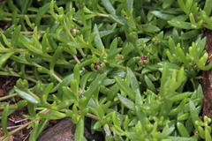 Delosperma grantiae