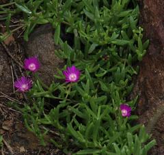 Delosperma grantiae