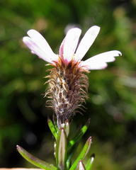 Athrixia heterophylla heterophylla