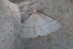 Adactylotis gesticularia