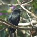 Eastern Black Flycatcher - Photo (c) Shaun Swanepoel, some rights reserved (CC BY-NC-SA), uploaded by Shaun Swanepoel