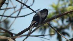 Melaenornis pammelaina ater