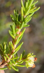 Erica glumiflora
