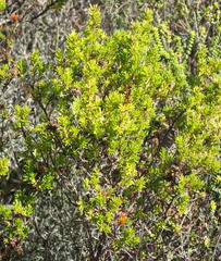 Erica glumiflora