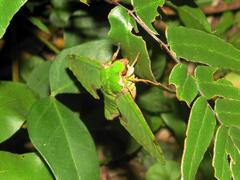 Euchloron megaera