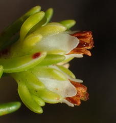 Erica glumiflora
