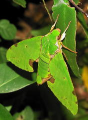 Euchloron megaera
