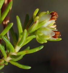 Erica glumiflora