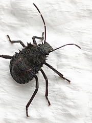 Halyomorpha halys