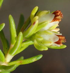 Erica glumiflora
