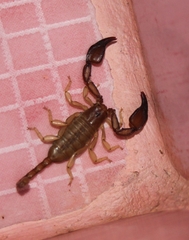 Euscorpius tauricus