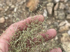 Euphorbia gracillima