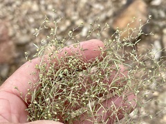 Euphorbia gracillima