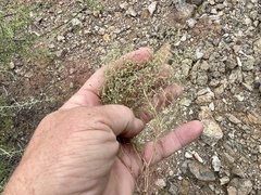 Euphorbia gracillima