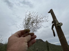 Euphorbia gracillima