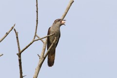 Cacomantis sonneratii