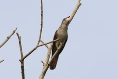 Cacomantis sonneratii