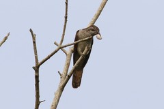 Cacomantis sonneratii