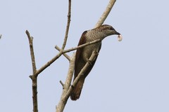 Cacomantis sonneratii