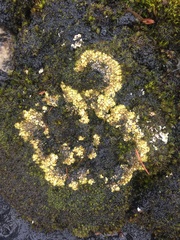 Gyalolechia bracteata